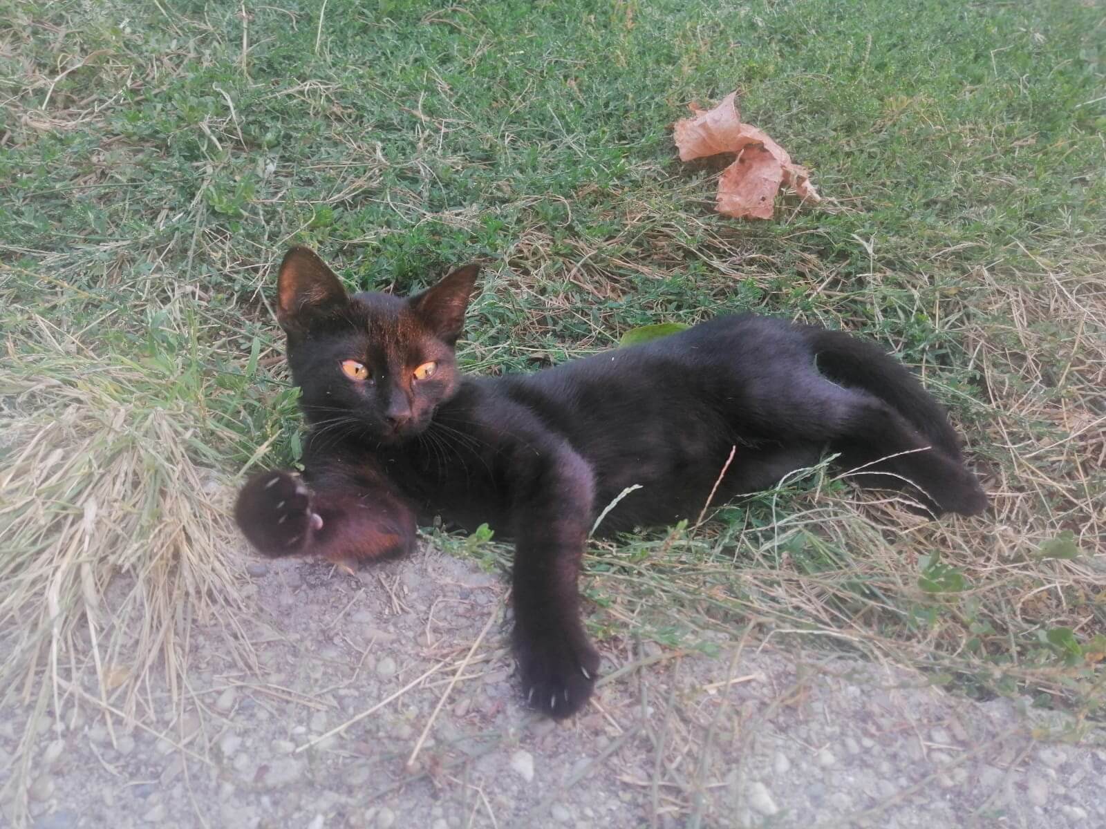 pisică neagră la țară